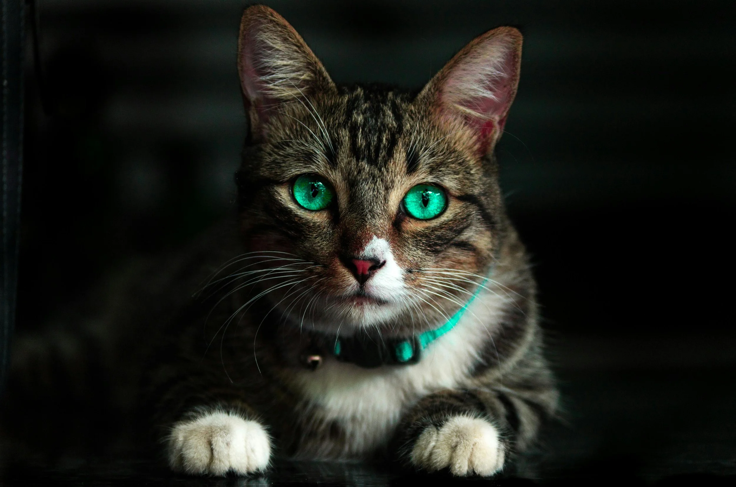 A bright-eyed tabby cat in the care of Lambton Cat Rescue