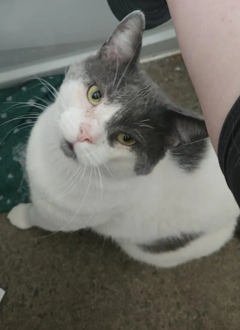Patches, a grey and white rescue cat