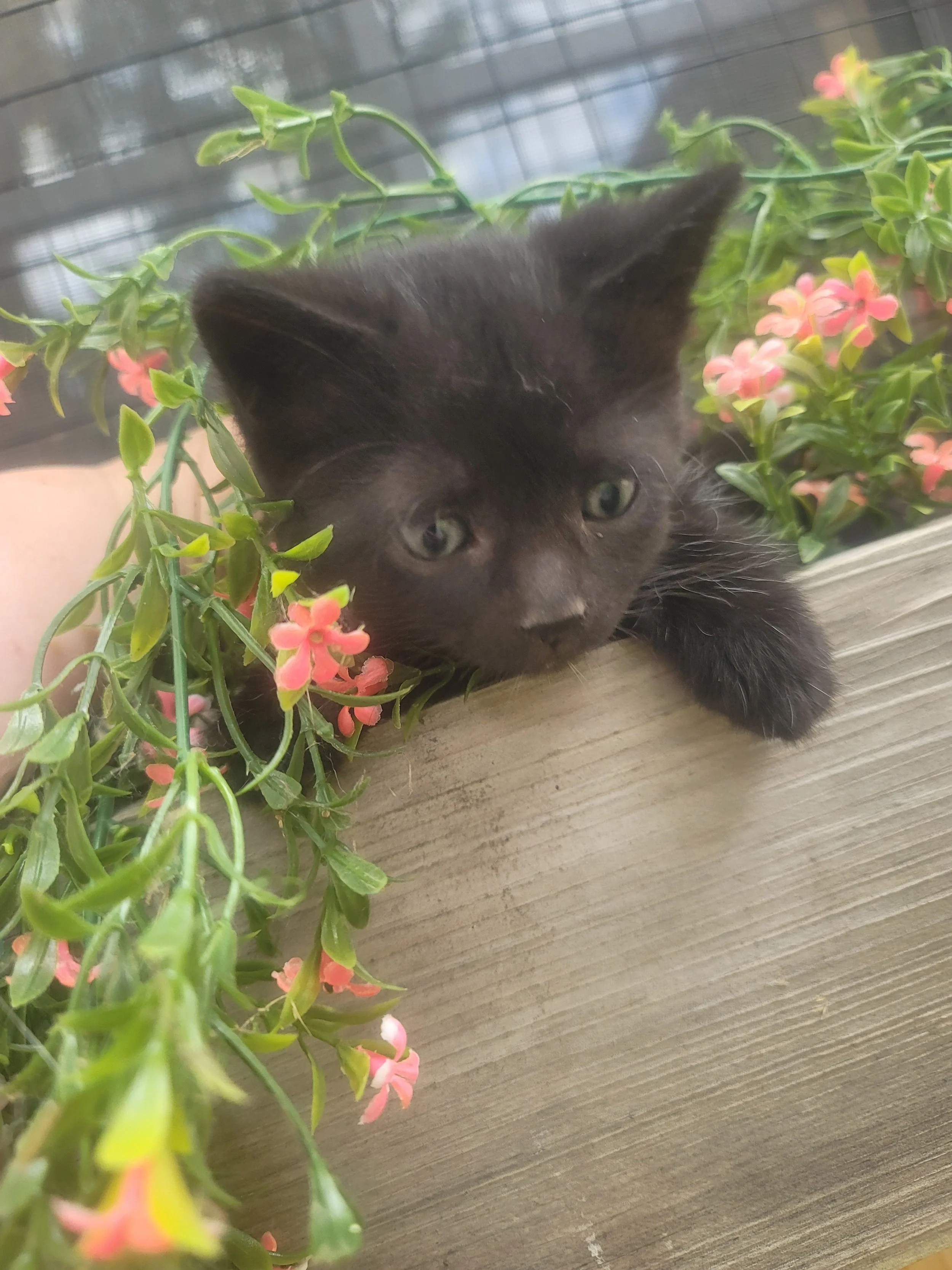 Pepper, a black rescue kitten sitting among flowers